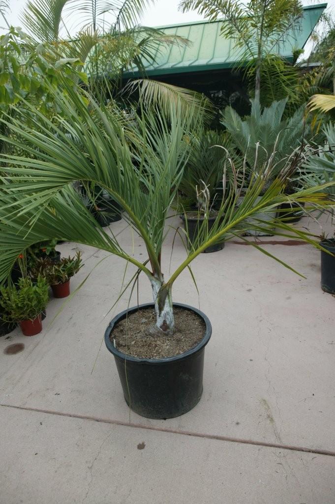  This is a 25g Dypsis decipiens.  In the trade, this is known as a "red form" because it has some red in the stem of the leaf and sometimes a hint of red in the new emerging leaf.  It's importance is that sometimes this variety gives an adult plant with a white crown shaft (as seen above) and the growth rare appears to be faster. Note that because this species grows so slowly, it is hard for us to continually produce plants in large sizes.  This is true with other nurseries as well.  So, perhaps it's best to get the biggest one that you see.  