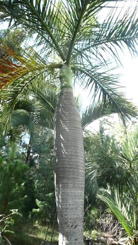 Dypsis decipiens:
A fairly new introduction to the palm market, this is a gorgeous palm that is single or multiple trunked, crown shafted, pinnate and tolerates down to about 20 degrees.  Native to Madagascar, this species is slow growing but worth the wait.  Size is up to 30 feet, although this would take many years