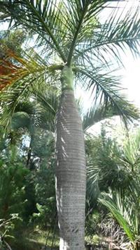  Dypsis decipiens