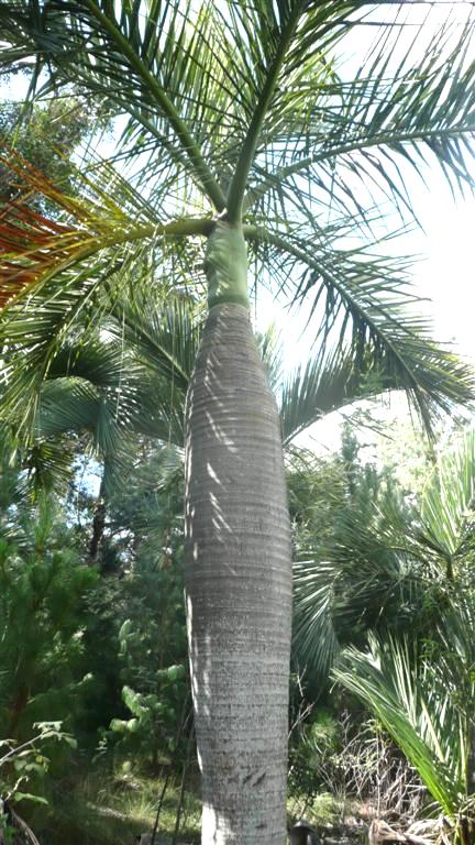  Dypsis decipiens,  the Manambe Palm (photo by MR).  This photo is from the wild in Madagascar.