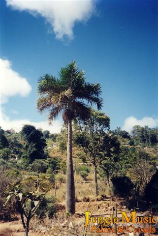  Above is another photo of Dypsis decipiens in the wild,  Photo by JS