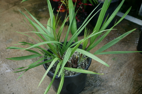  Above is a 7g container of Dypsis decipiens, already suckering 