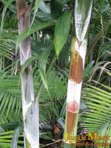  Dypsis lanceolata