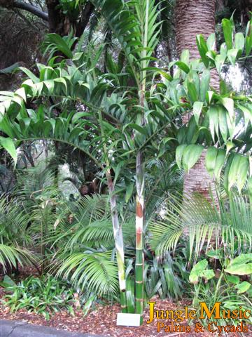  Dypsis lanceolata