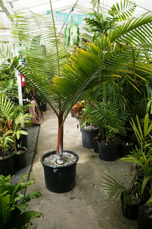  Dypsis leptocheilos 25g