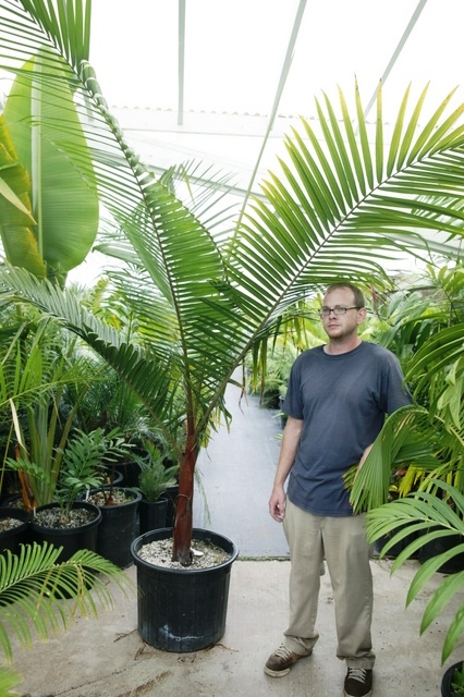  Dypsis leptocheilos, 20g