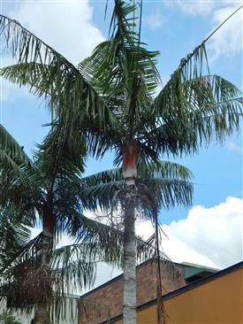  Dypsis leptocheilos