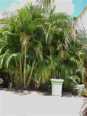 Dypsis lutescens, the Areca Palm.
This is a medium sized palm tree.