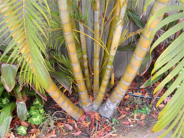  Dypsis lutescens