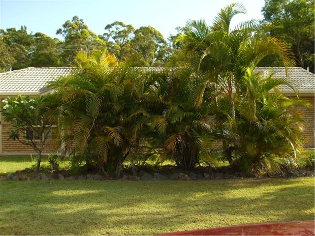  Areca Palm Pruning by Wal Donovan 