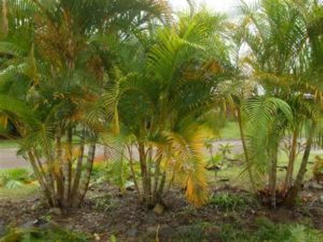  Areca Palm Pruning by Wal Donovan 