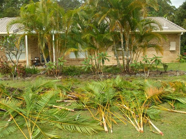  Areca Palm Pruning by Wal Donovan 