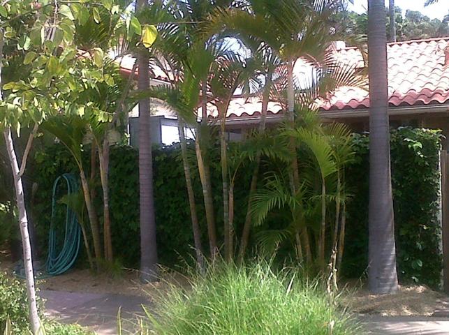  Dypsis lutescens in a thin planting strip by a driveway