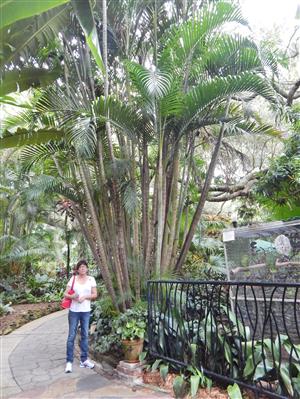 

Dypsis lutescens:  A golden colored, medium sized, suckering, crown shafted palm that is known at the Butterfly Palm and the Areca Palm.  Not particularly rare, but it is a great landscape item that goes down to about 25 degrees.  Overall height to 15 to 20 feet.
