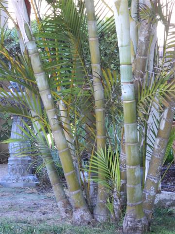  multiple trunks of suckering Dypsis lutescens