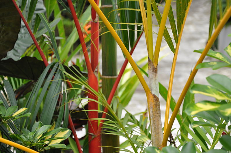  Cyrtostachys r. left, Dypsis lutescens right by Jeff Anderson