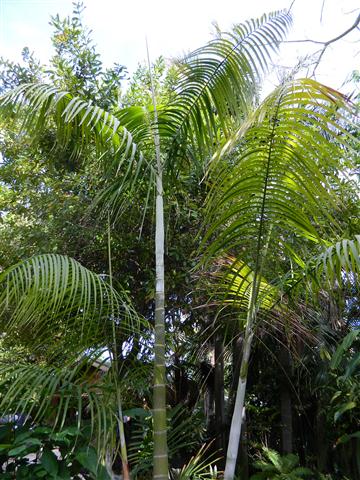 

Dypsis onilahensis:

This is a stunning multi-stemmed palm from Madagascar.  It has a white crown shaft with a blue/green trunk.  They are moderate growers and cold tolerant down to about 23-24 degrees.  The grow in full to partial sun and are fairly heat tolerant.  The get about 25 feet in Southern California.
