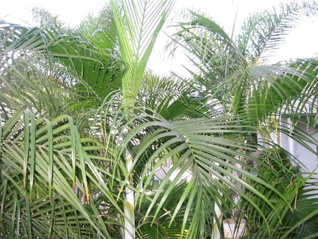  Dypsis onilahensis by BQ