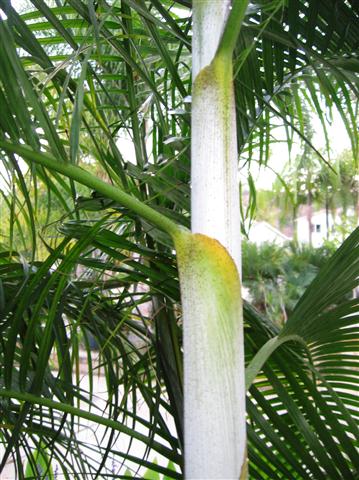  Dypsis onilahensis by BQ