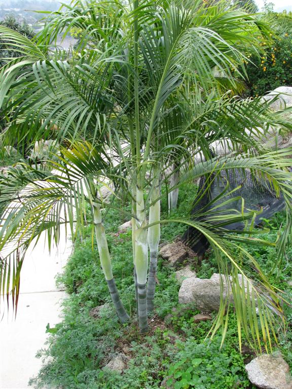  Dypsis onilahensis is a suckering, mid-level species