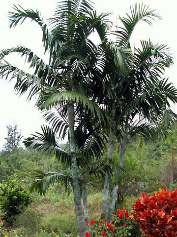 Dypsis pembana by AB