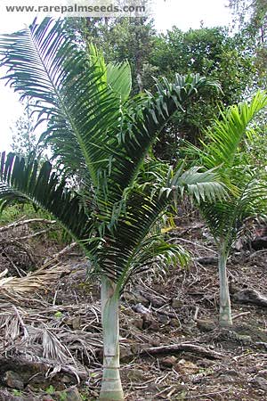  Dypsis pembana