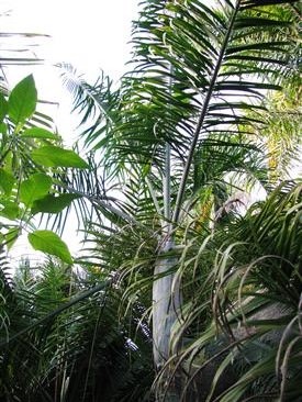  Dypsis plumosa:

This is a fast growing Malagasy palm.  It has a white crown shaft, a green trunk and green leafs.  It is hardy down to about 24-25 degrees and is sun/heat tolerant.  Height of about 20 feet in Southern California