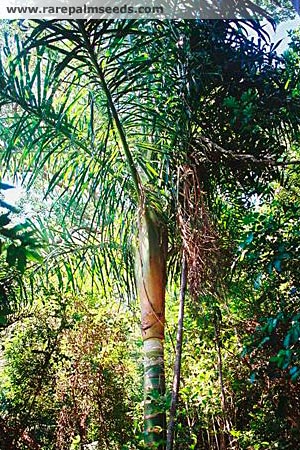 Dypsis prestoniana TS at RPS