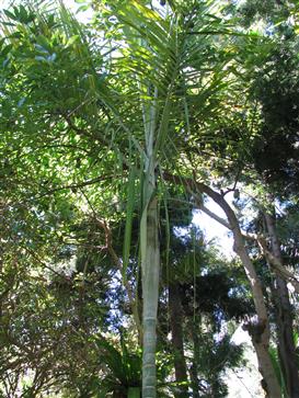 

Dypsis saintelucei:

This is a moderate growing and beautiful palm from Madagascar.  It has a white crown shaft, a dark green/black trunk and keeled leafs.  It is hardy down to about 26-27 degrees and is sun or filtered light tolerant depending on locality. Height of about 20 feet in Southern California.
