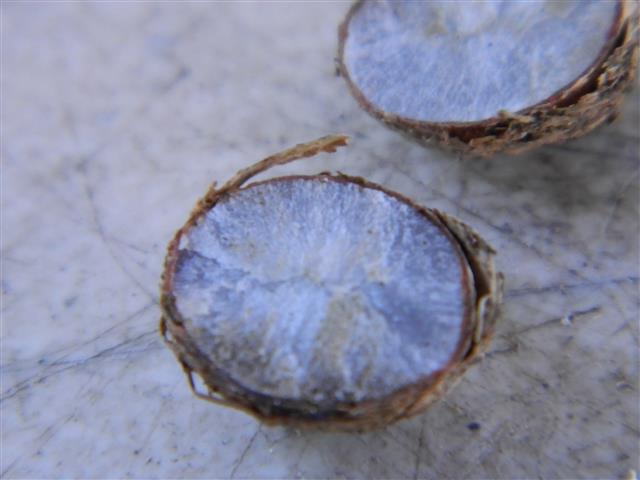  Close up view of the last seed