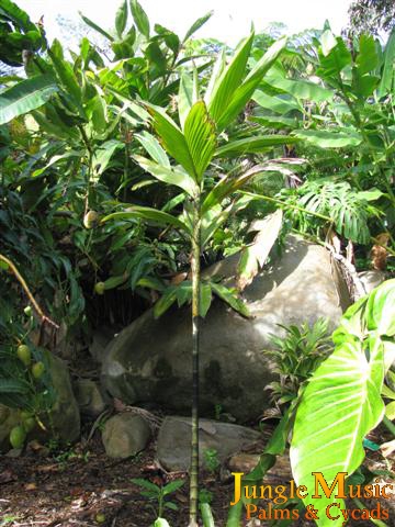 Dypsis florencei