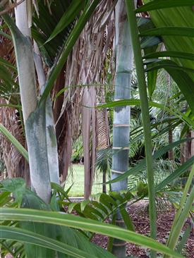  Dypsis species