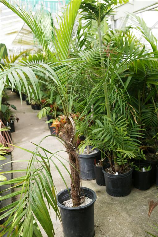  Dypsis utilis:

This is a moderate growing palm from Madagascar.  It has a hairy crown and trunk.  The new leafs are red/pink emergent.  The trunk also tends to branch.  It is hardy down to about 27-28 degrees and is sun/heat tolerant, but does well in filtered light as well.  Height of about 20 feet in Southern California