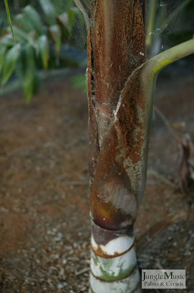  A close up view of the crown and trunk, showing its color and the silver trunk.