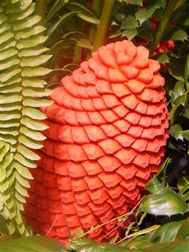  Red cone of Encephalartos ferox