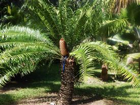  mature Encephalartos gratus in cone