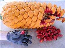  Encephalartos ferox seeds removed from cone with fruit