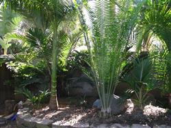  Several palms and a cycad