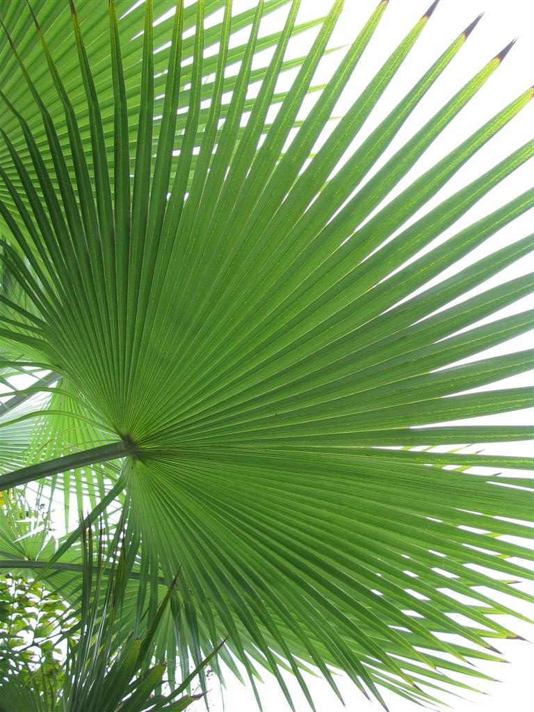  Nice fan palm leaf