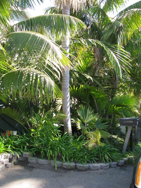  Another street side garden with palms