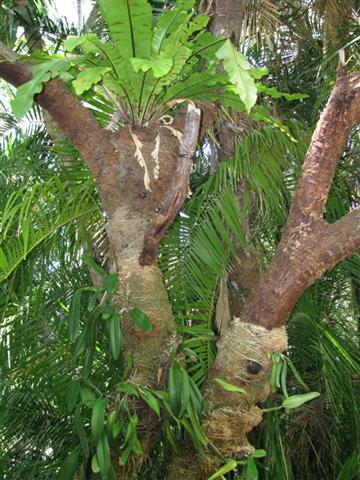  Birdsnest Fern in Tree