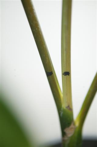 An old adjacent petiole is marked with a permanent market.  You then
mark the newly emerging spear to match.  See photo to show this.