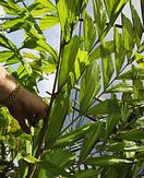 Caryota leaf showing "fishtail" leaflets with their chopped distal ends and bipinnate character