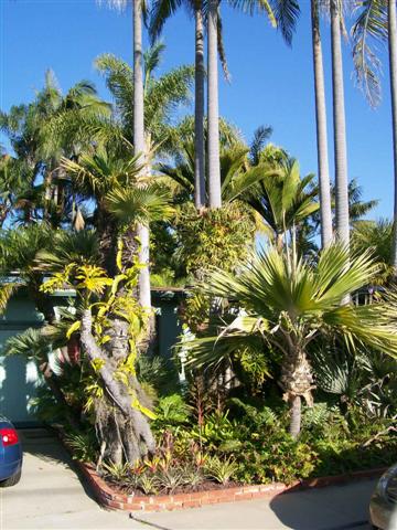  An example of different layers of height in the garden. 