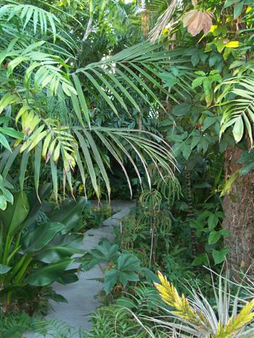 A shady walkway leading through the garden  