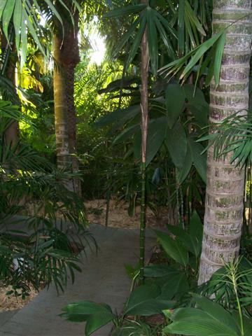  Another shady understory area  