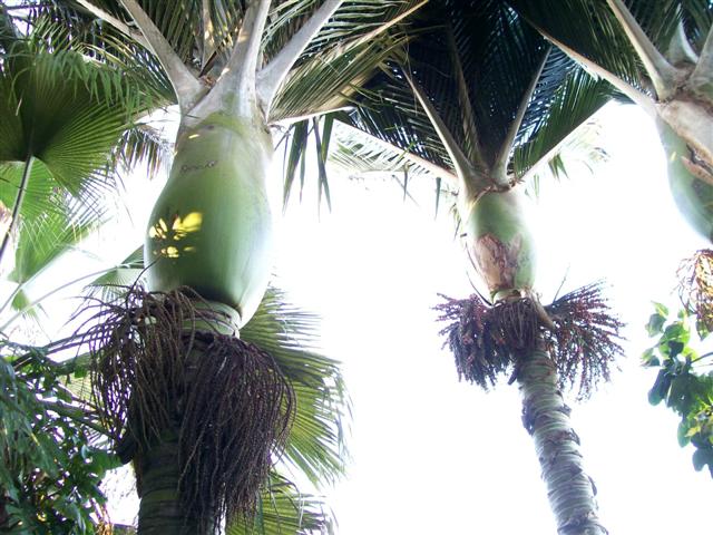 Crown shafts of Rhopalostylis sapida