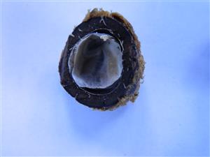 Gastrococos crispa seed with
inner cavity - no good