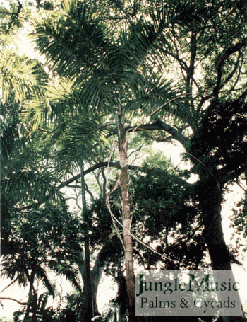 Gaussia maya:  A unique palm with a swollen belly at the ground that suddenly disappears with age.  It is pinnate and only holds 4 to 5 leaves.  Cold hardy to about 26 degrees.