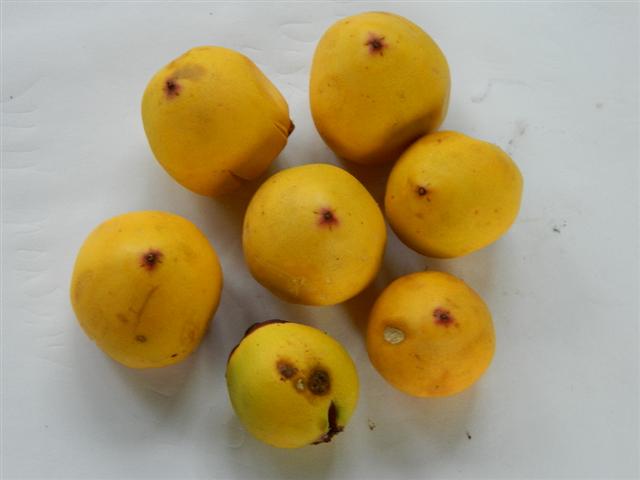  Jubaea chilensis fruit